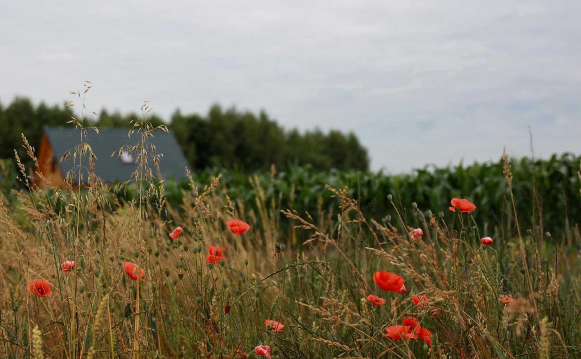 Jej I Jego - Eleganckie Domki Z Balia Na Wylacznosc Niewiesze Dış mekan fotoğraf